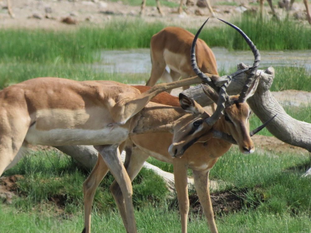 Схватка молодых самцов антилоп