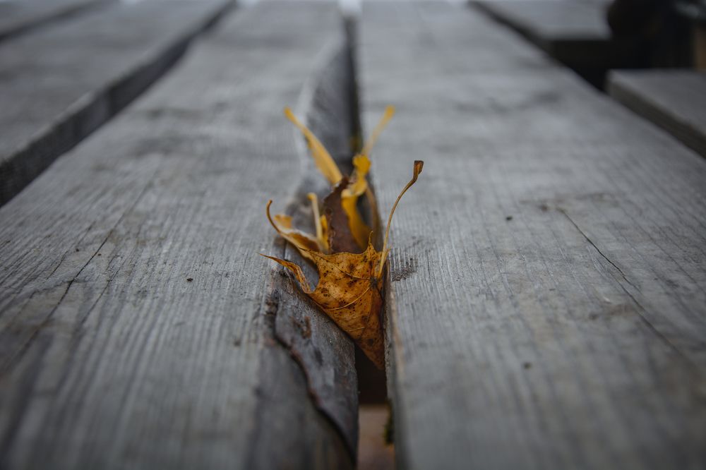 Осенние листочки .