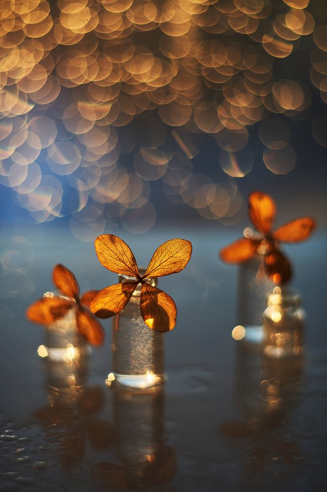 Photograph by Лилия Павлова