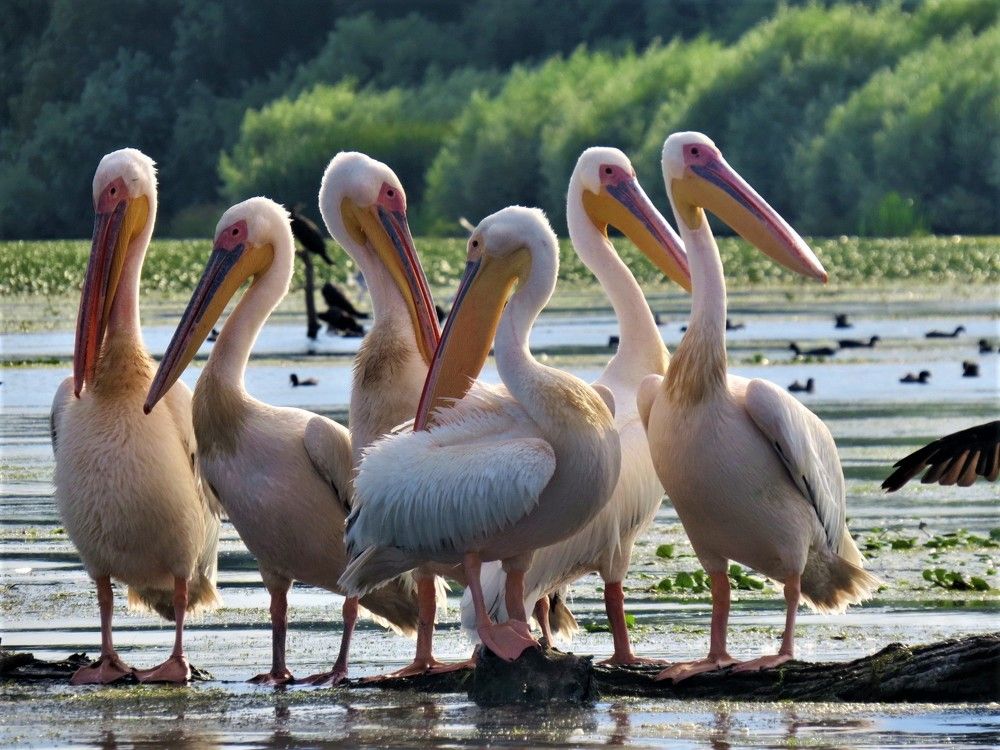 Danube's  delta pelicans !