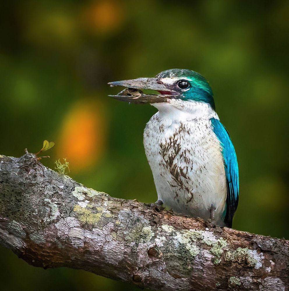 PERCHED WITH A CATCH!