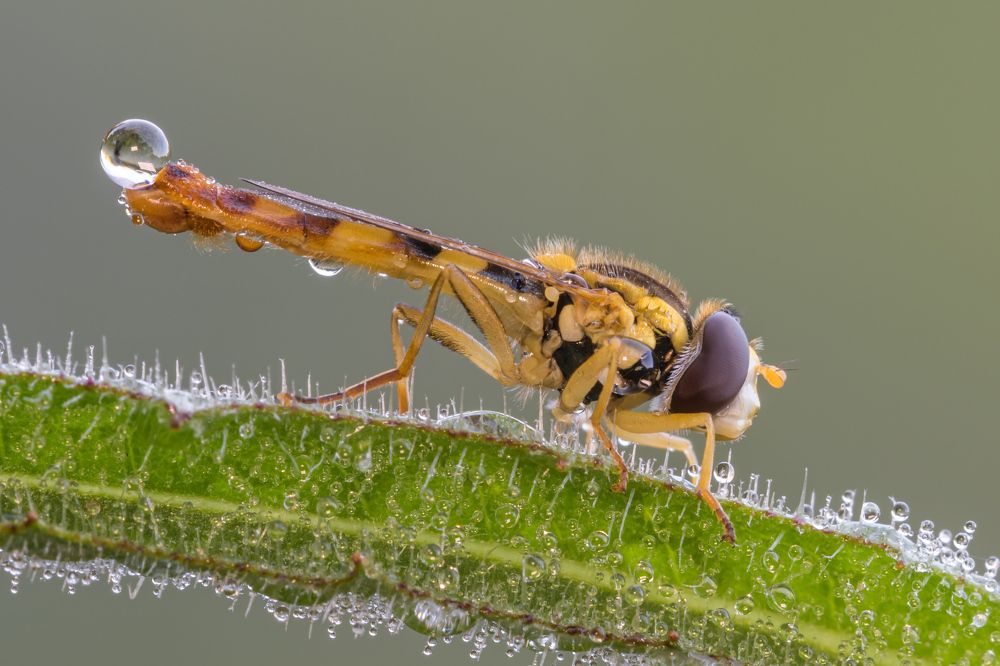 Photograph by Massimo Tamajo