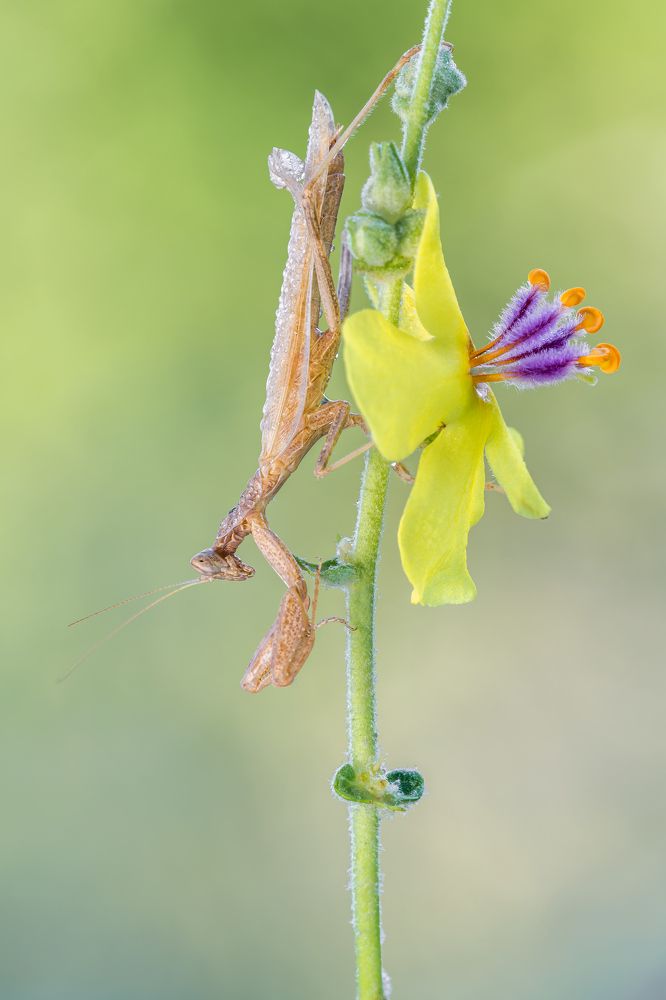 Photograph by Massimo Tamajo