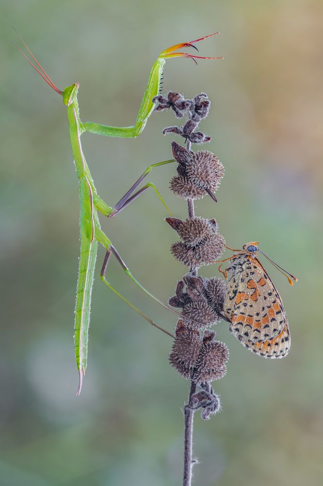 Photograph by Massimo Tamajo