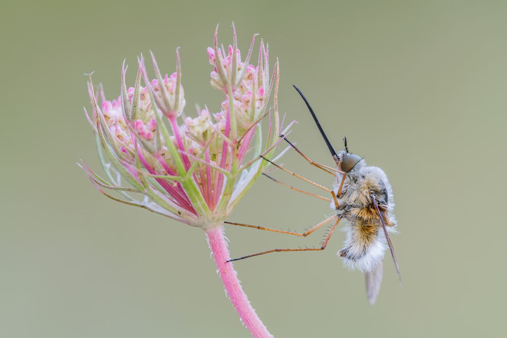 Photograph by Massimo Tamajo