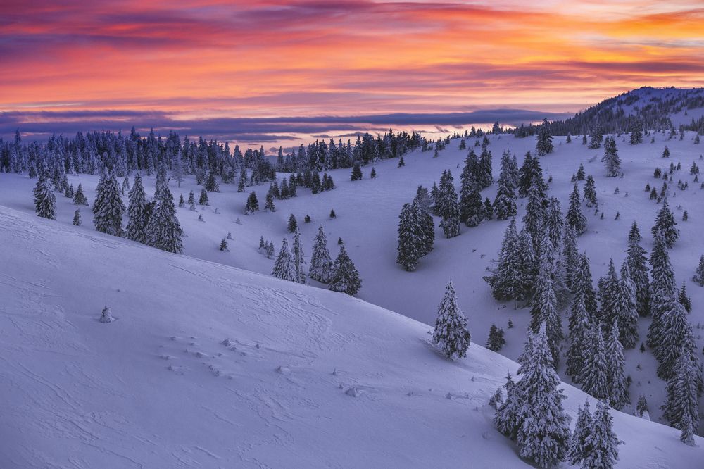 Photograph by Daniela Stancioiu