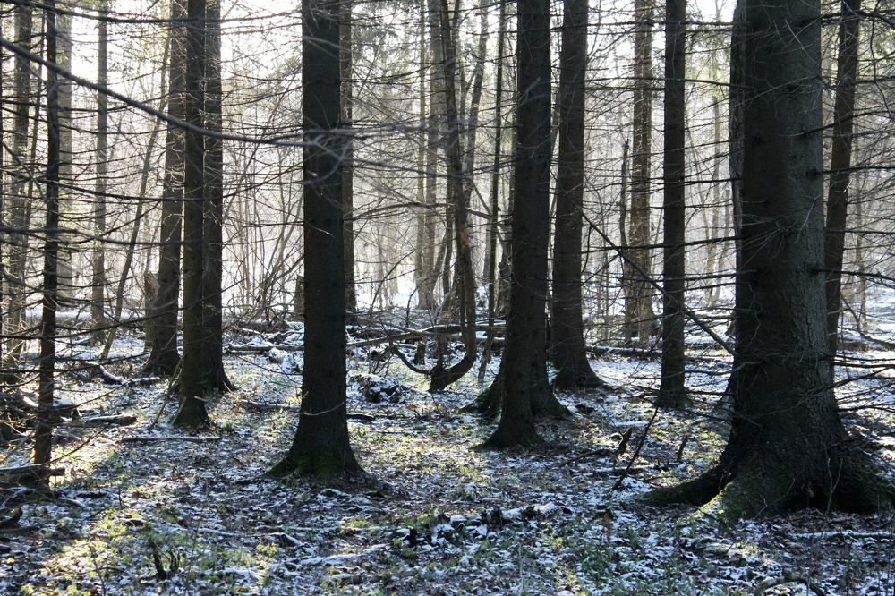 Photograph by Александр Шеин