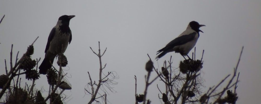 Hooded crow