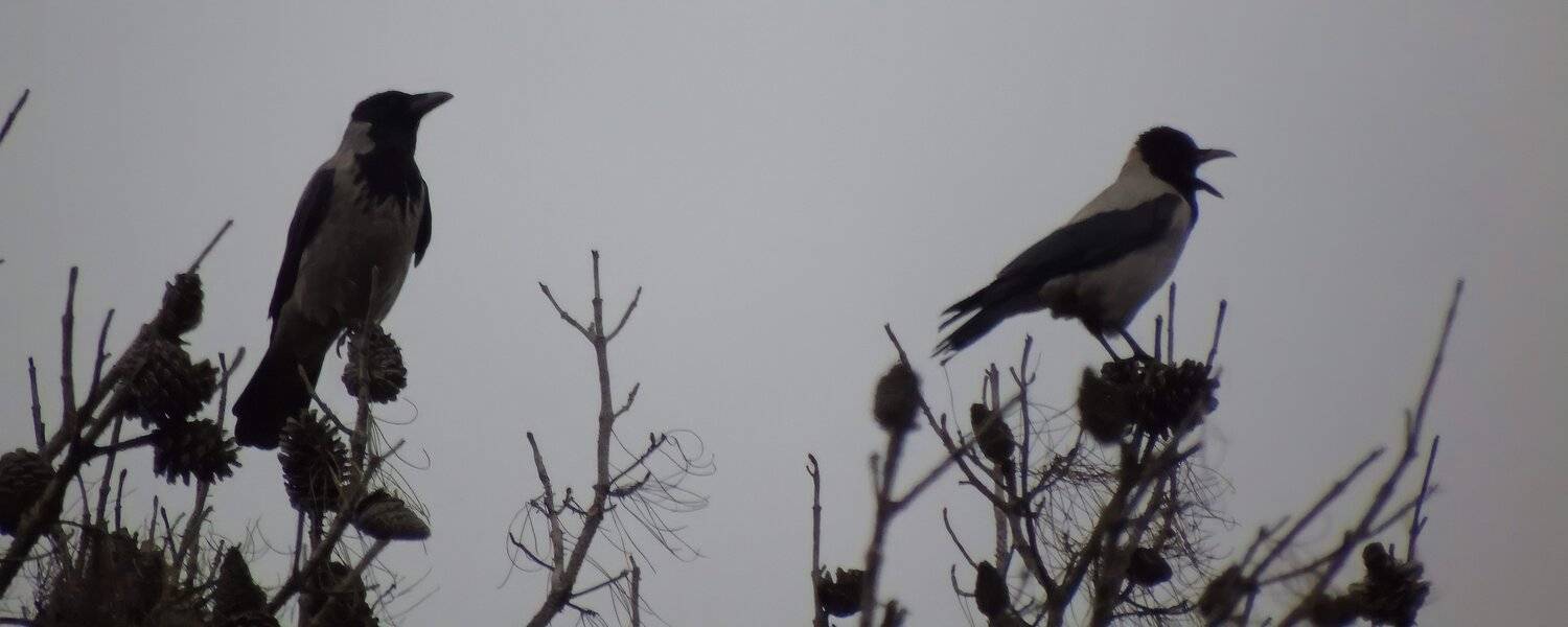 Hooded crow