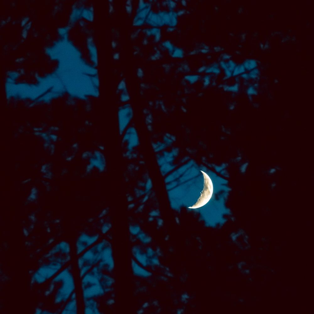 Луна запуталась в ветвях