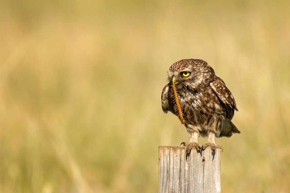 Photograph by Татьяна Жеребцова