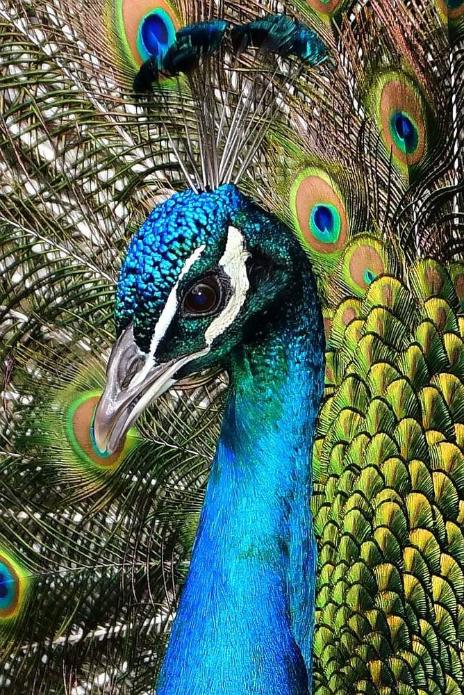 Eye of peacock
