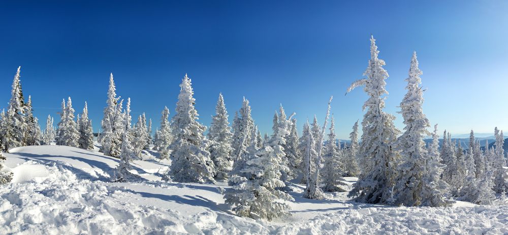 Снежные ёлки