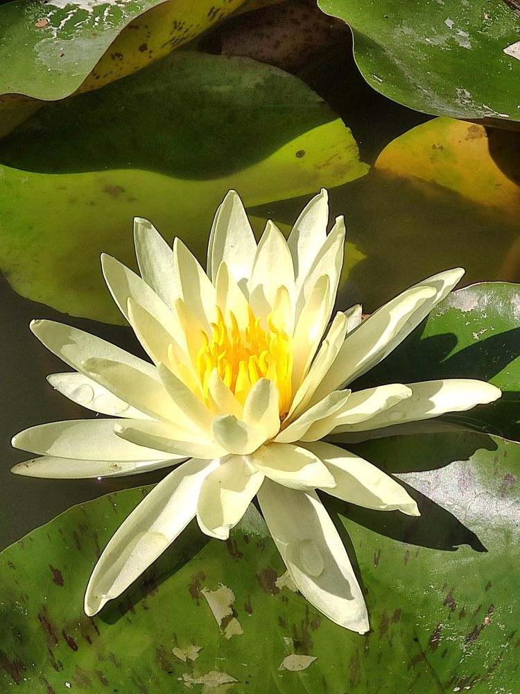 Photograph by Оксана Монахова