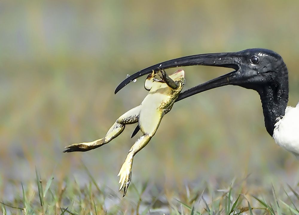 Photograph by Swarnali Hazra