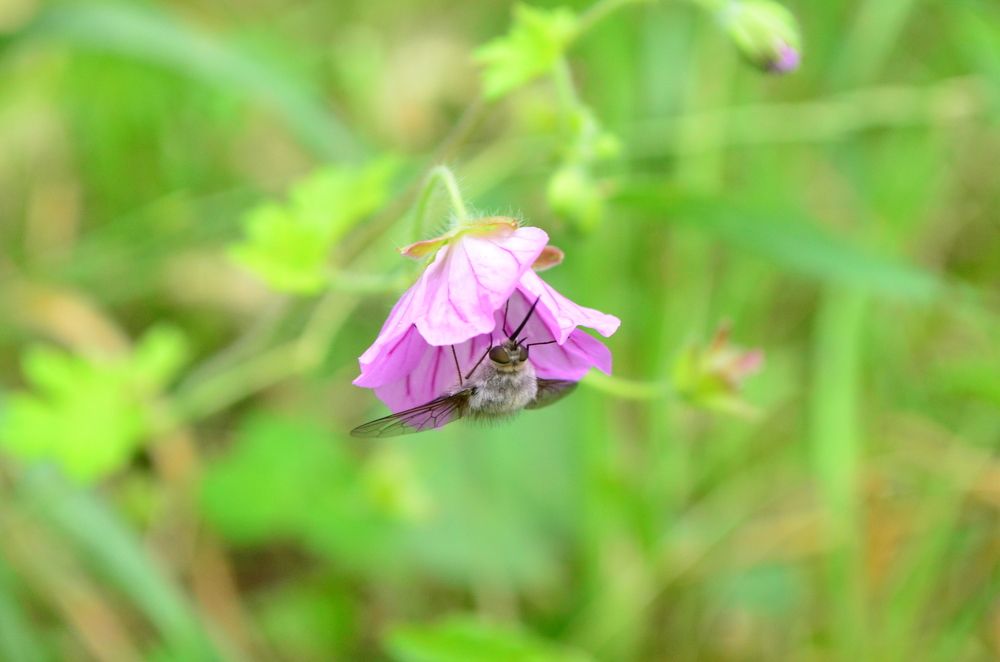 Photograph by Элена Баласанян