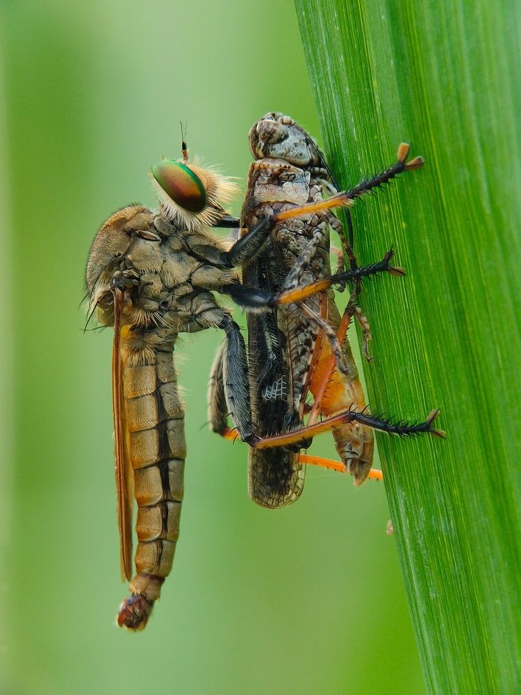 Robberfly get pry