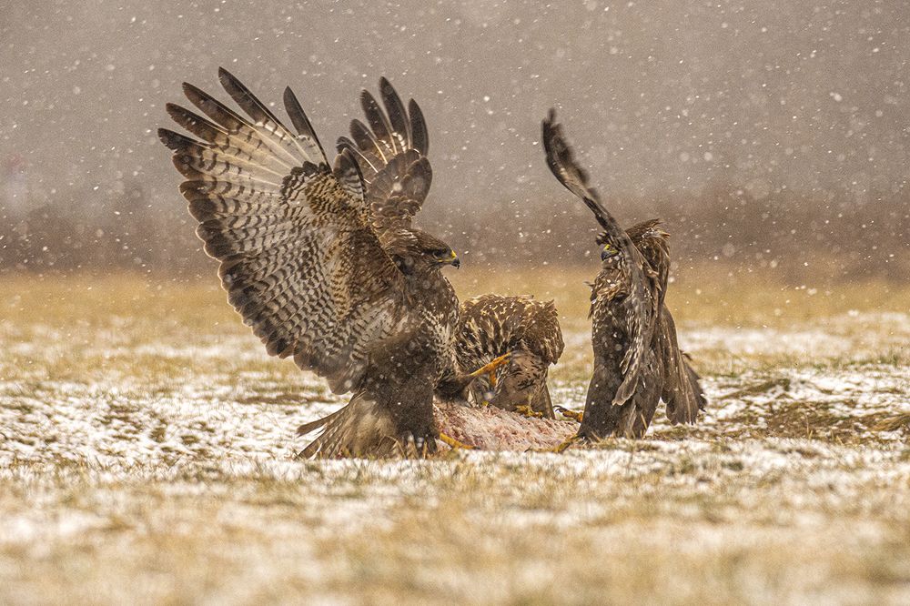 Photograph by Slavko Rošul