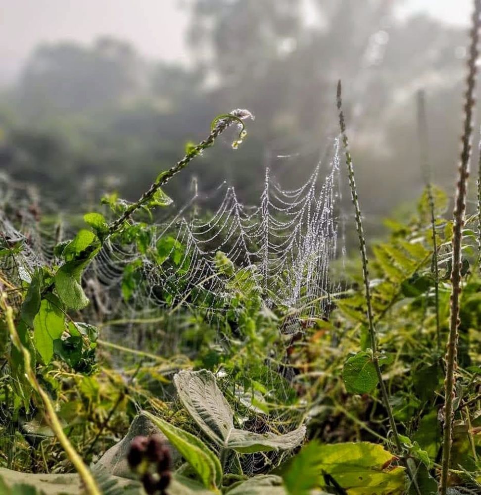 Spider Web