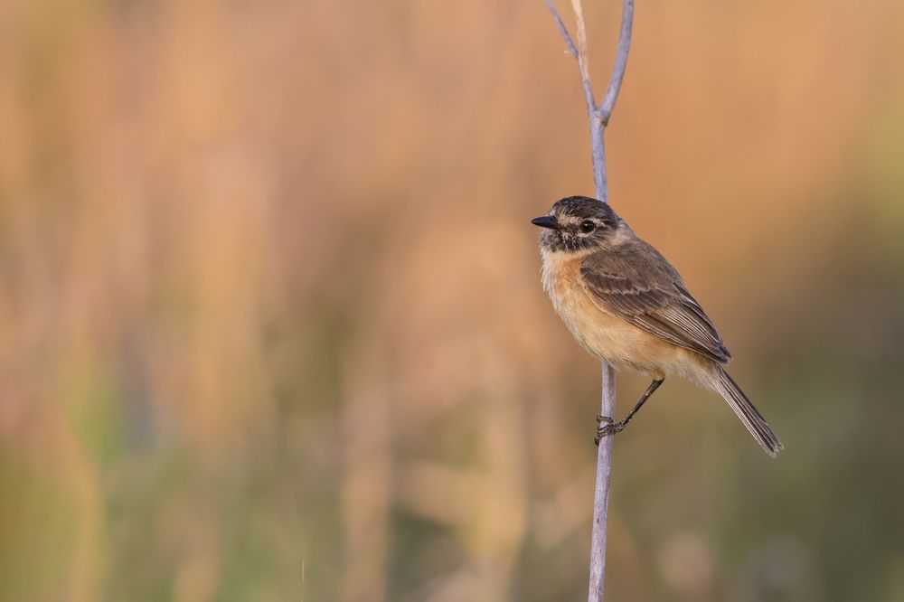 Photograph by Roman Anselmo