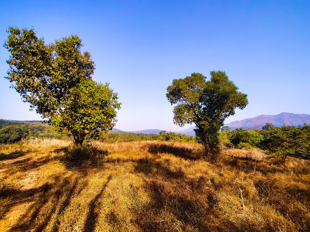 Grass lands of Chikmagalur