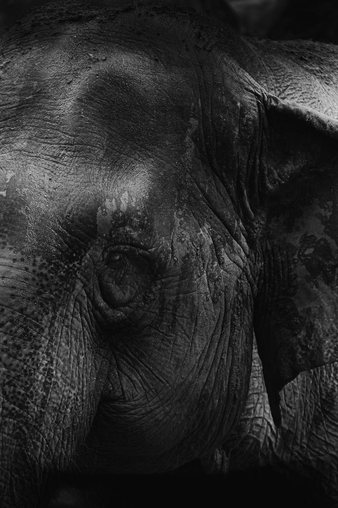 Photograph by Thien Stark