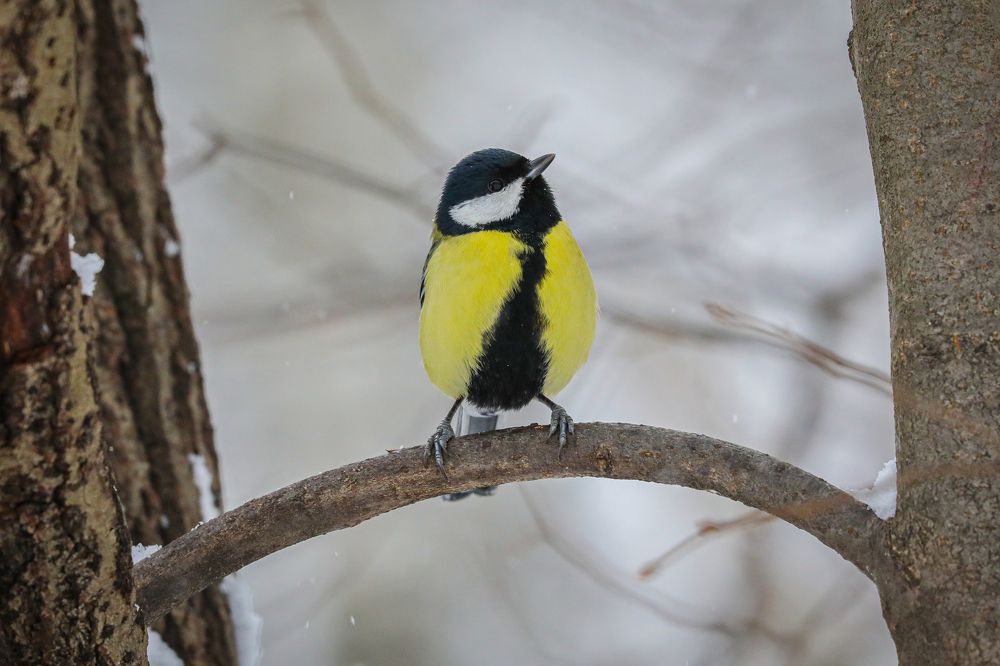 Photograph by Анастасия Бравичева