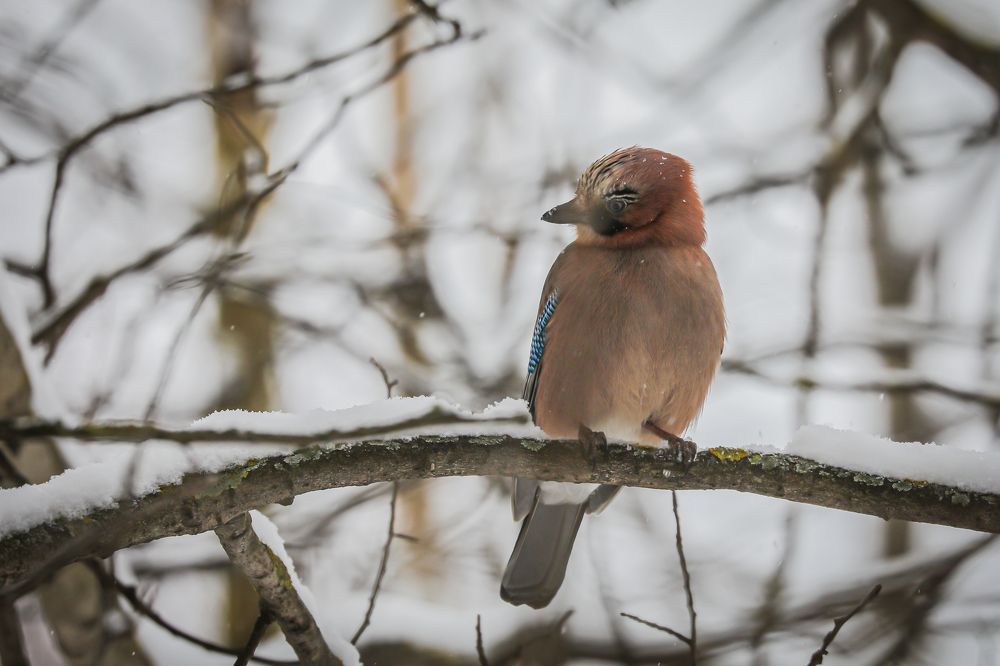 Photograph by Анастасия Бравичева