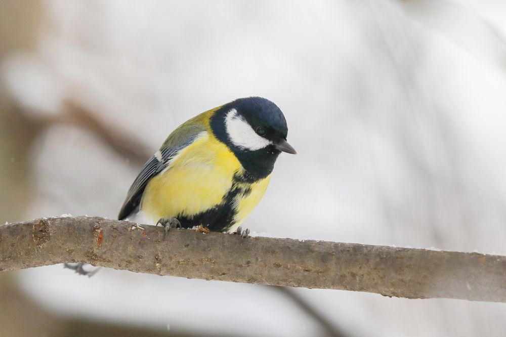 Photograph by Анастасия Бравичева