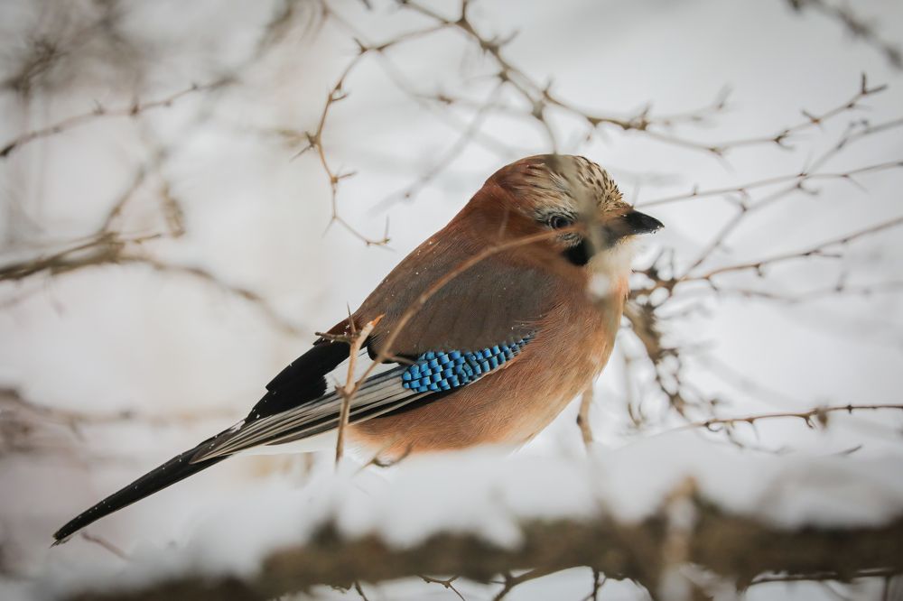 Photograph by Анастасия Бравичева