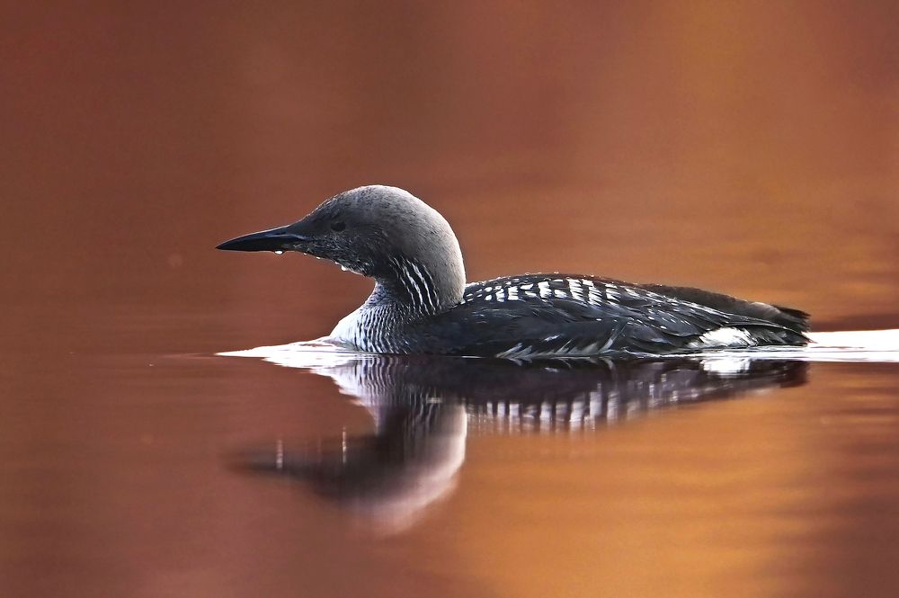 Photograph by Чернобай Анна