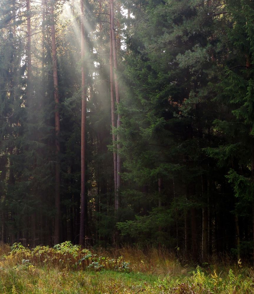 Лучики солнца
