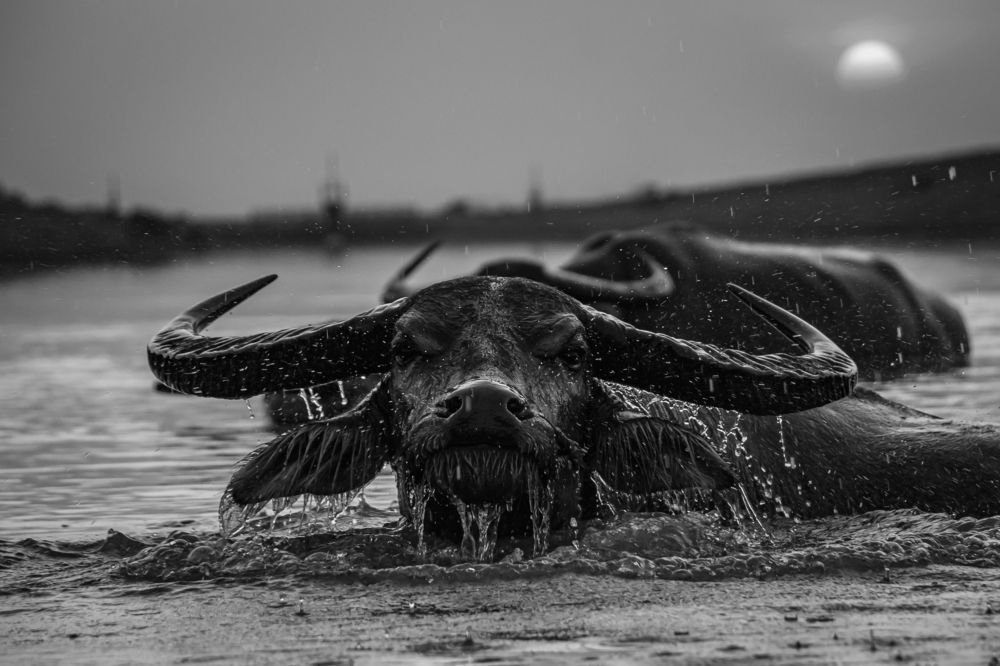 Buffalo taking a bath