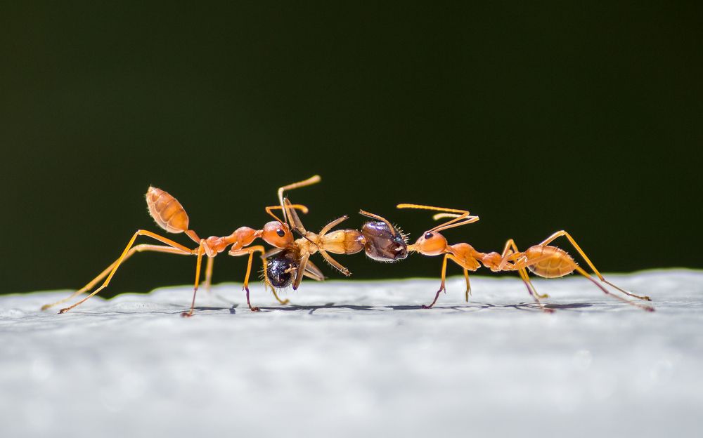 Ants They Never Give Up