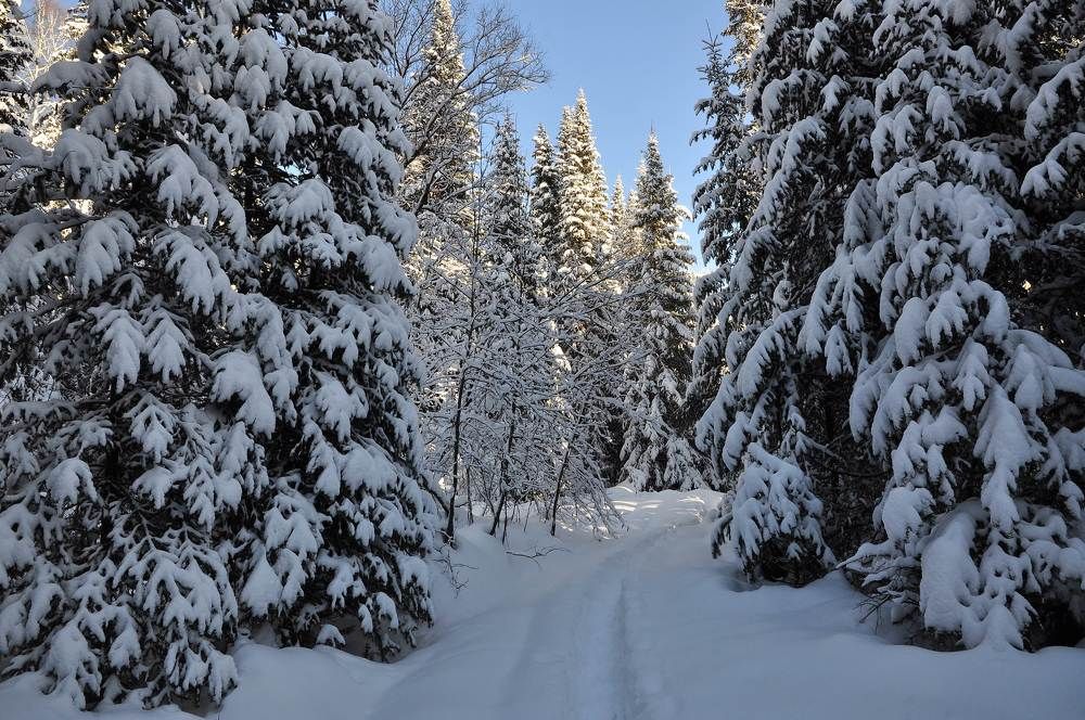 В зимнем лесу