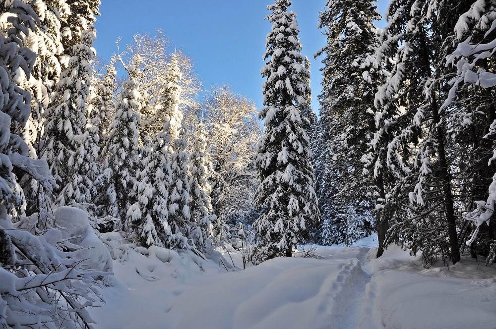 Утро в зимнему лесу
