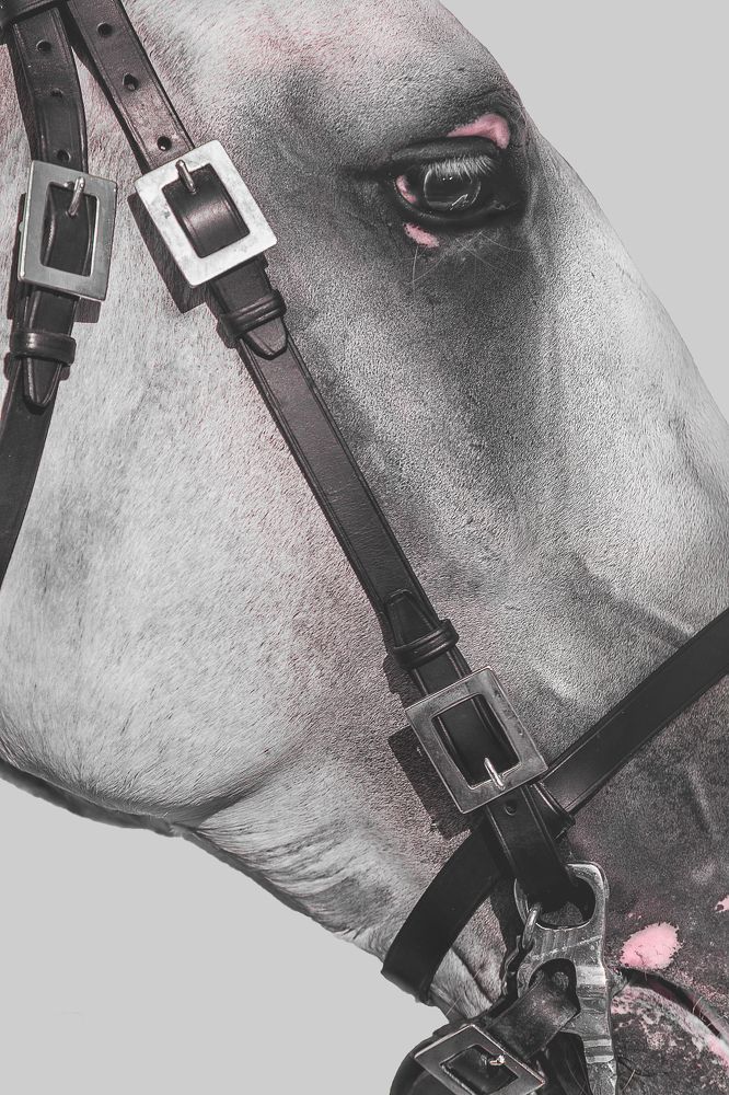 Photograph by Ana Marta Loura