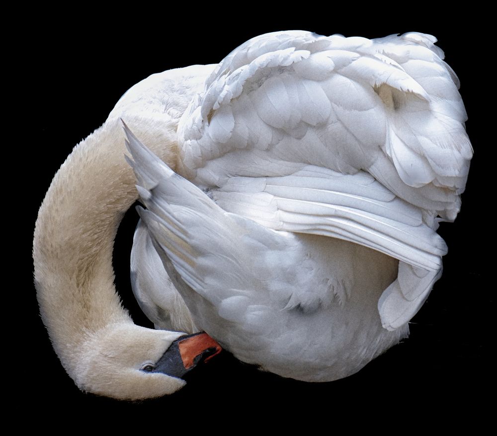Swan Yoga