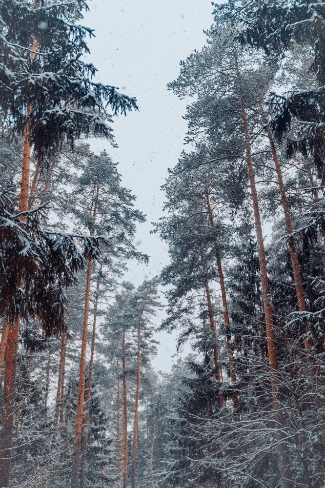 Прогулка по лесу