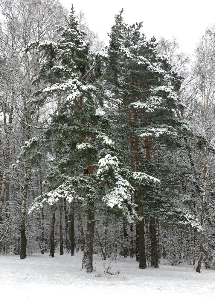 сосны-подружки