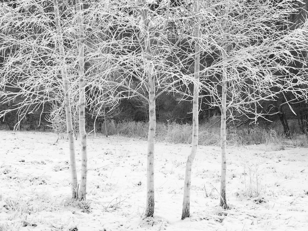 белые берёзы