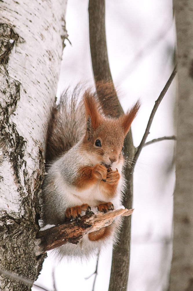 Photograph by Елена Загородская