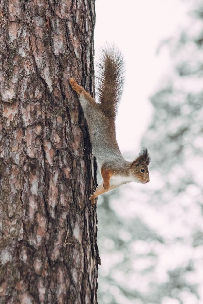 Photograph by Елена Загородская