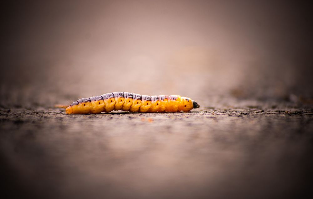 Photograph by Сергей Дубко