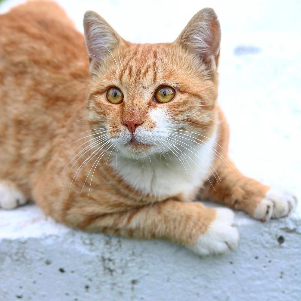 Photograph by Елена Ковалева