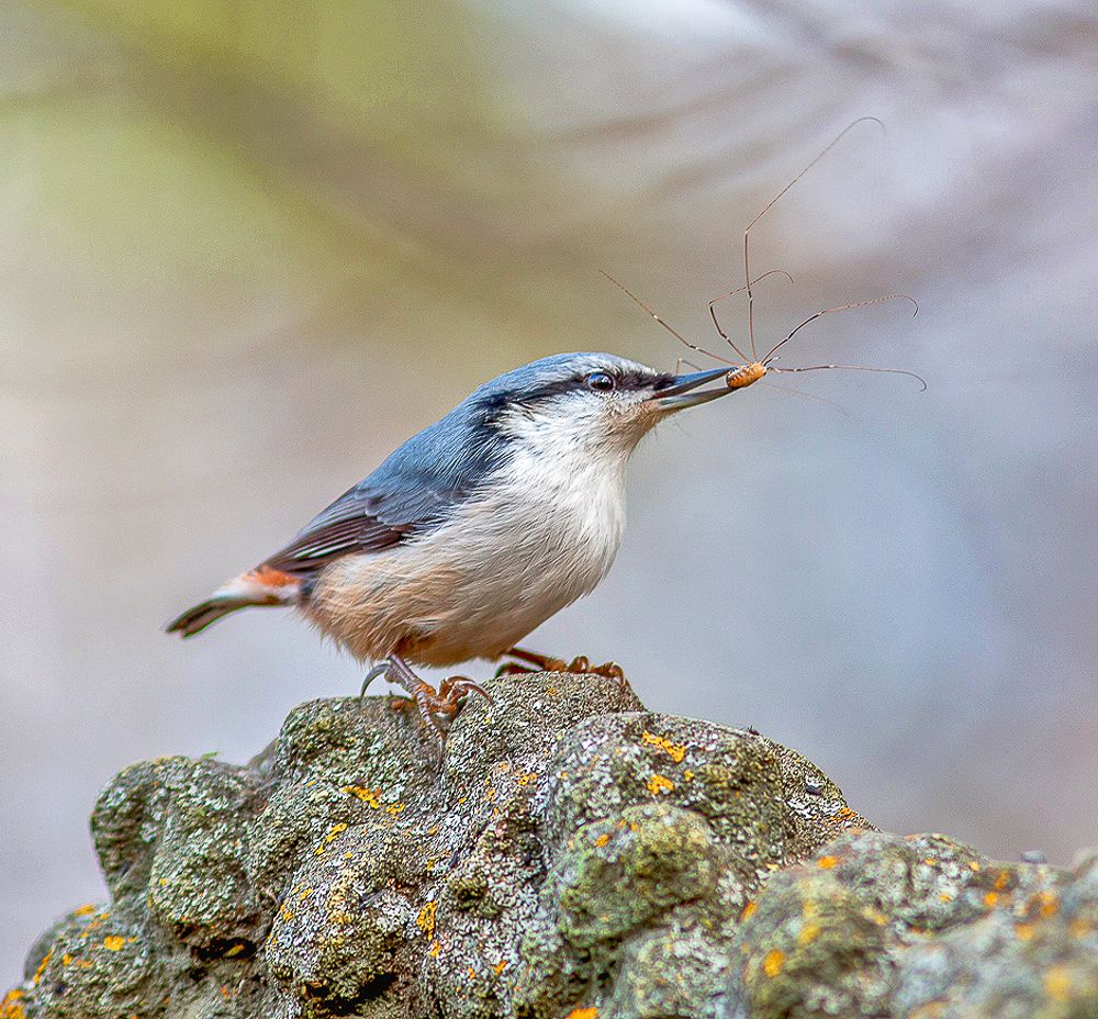 Поползень с добычей.