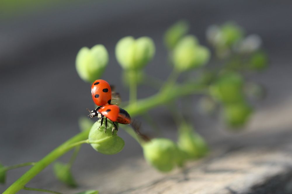 Пробуждение