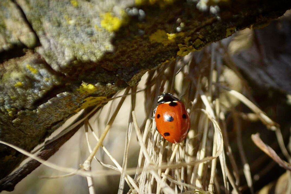 божья коровка