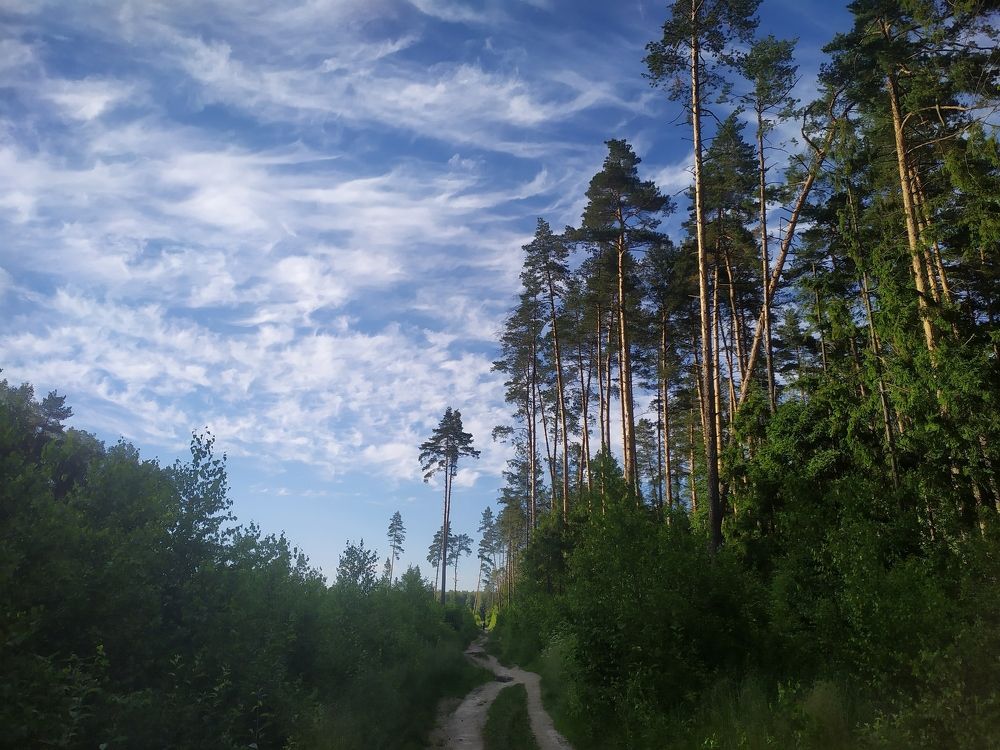 вечернее небо над соснами