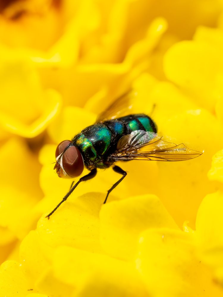 Common Green Bottle Fly